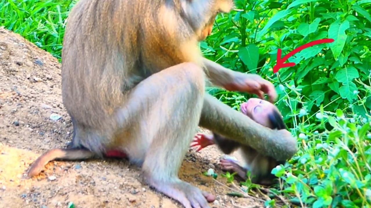 Live: Mama Monkey We-aning Her New Baby 🐒💛