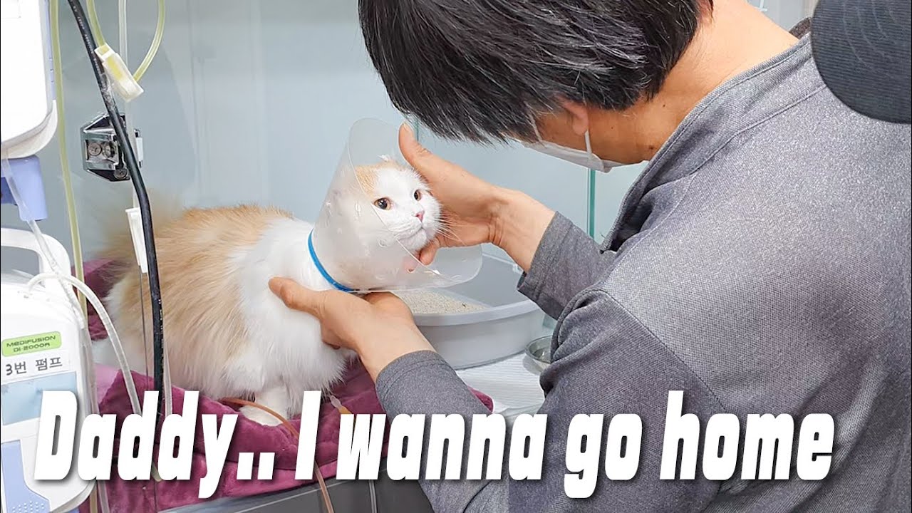 My Dad Hated Cats... But Now.. (Cat hospitalization)