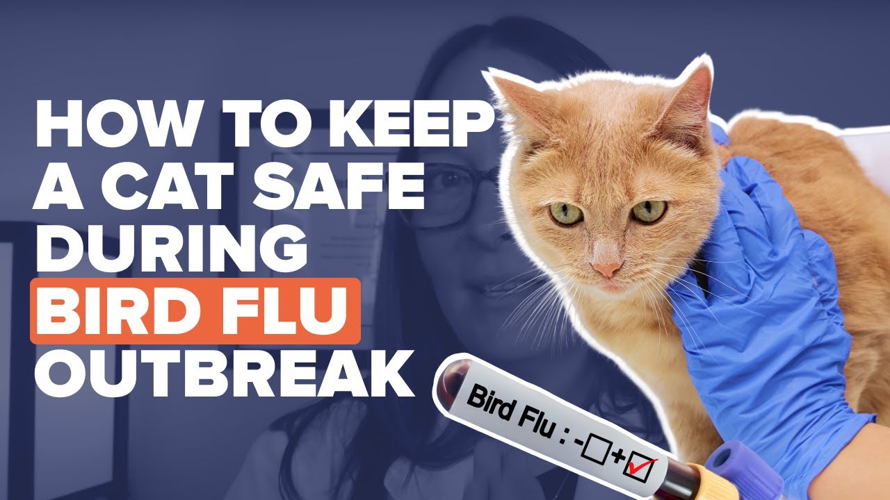 Bird Flu Outbreak in Cats Explained