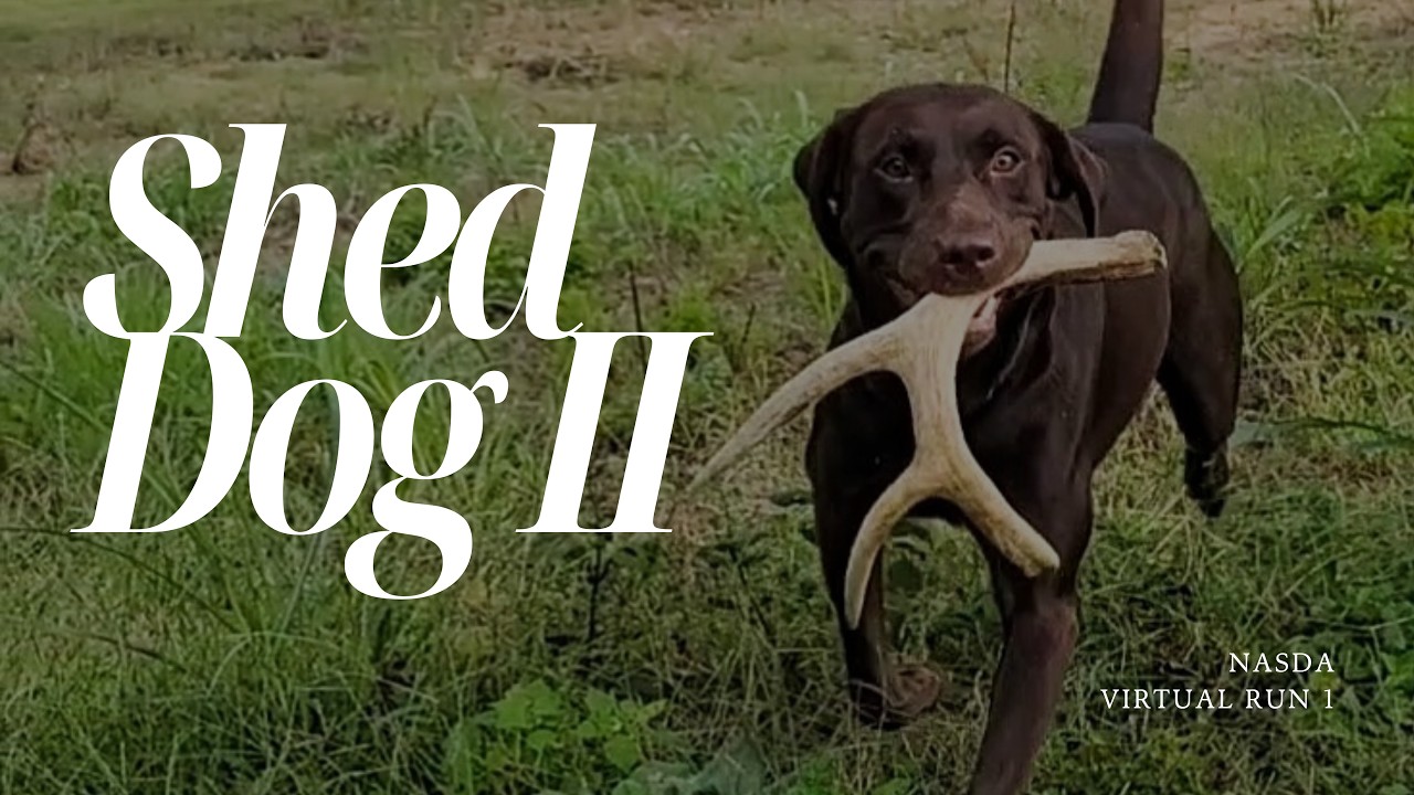 Maverick - NASDA Shed Dog II Virtual Run 1