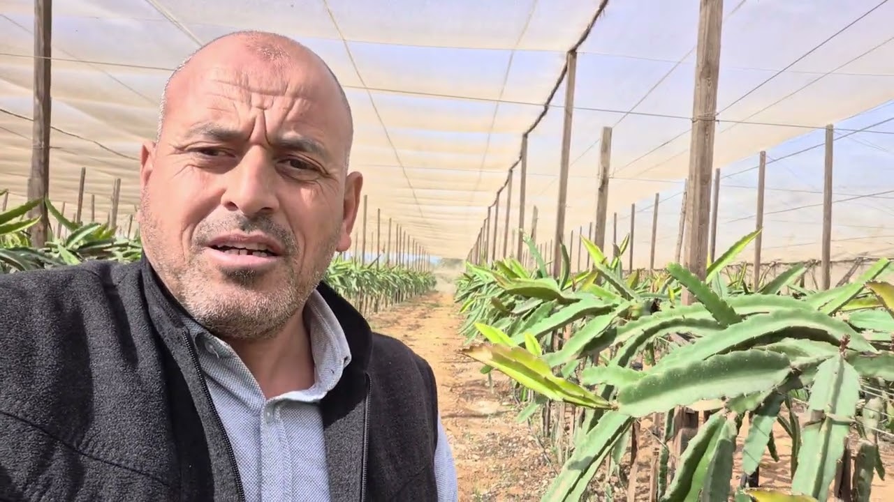 خطوات هامة جدا  لنجاح مزارع الدراجون 