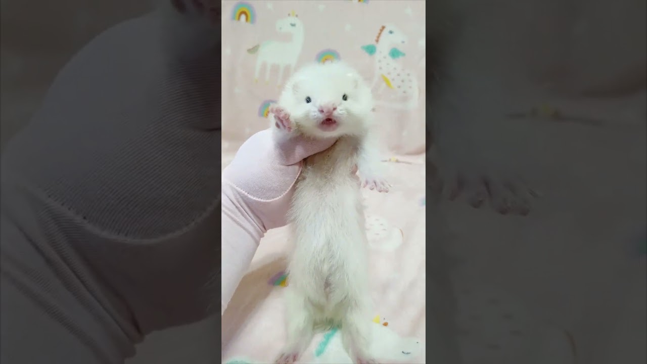 мальчик хорёк ангора #ferret