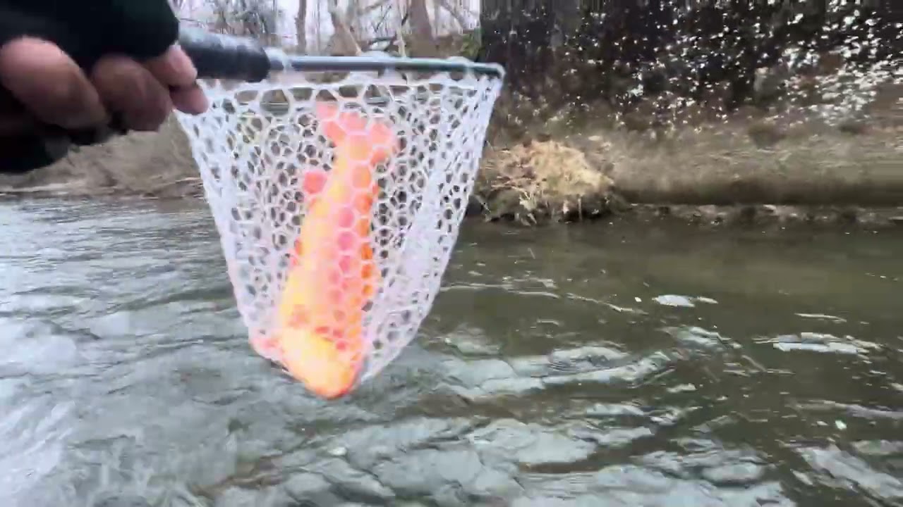 I Caught Four Different Species Of Trout!! Creek Fishing ( PA ) 
