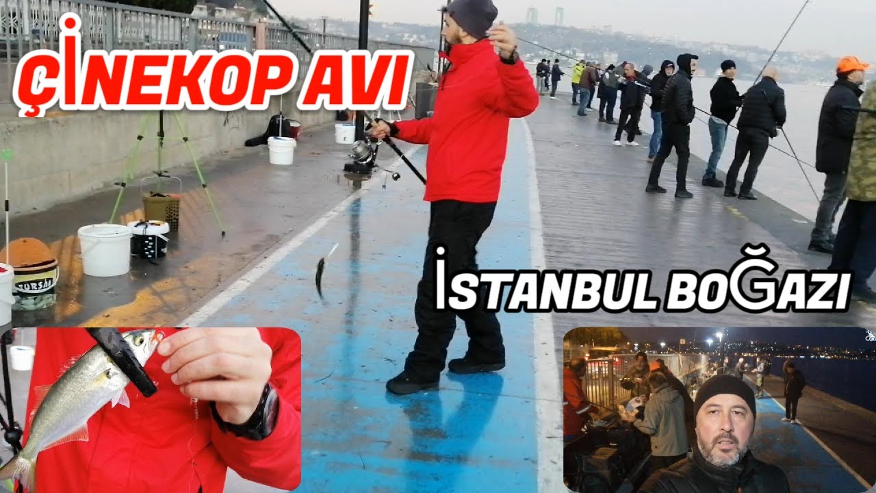 ÇİNEKOP AVI. İSTANBUL BOĞAZI'nda KURŞUN ARKASI ÇİNEKOP AVI! ATÇEK YAPTIK.#fishing #fish #balıkçobanı