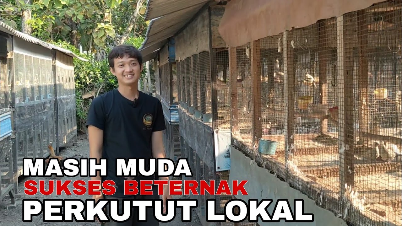 GREBEK PEMUDA SUKSES BETERNAK PERKUTUT LOKAL @Adrid Ngawi