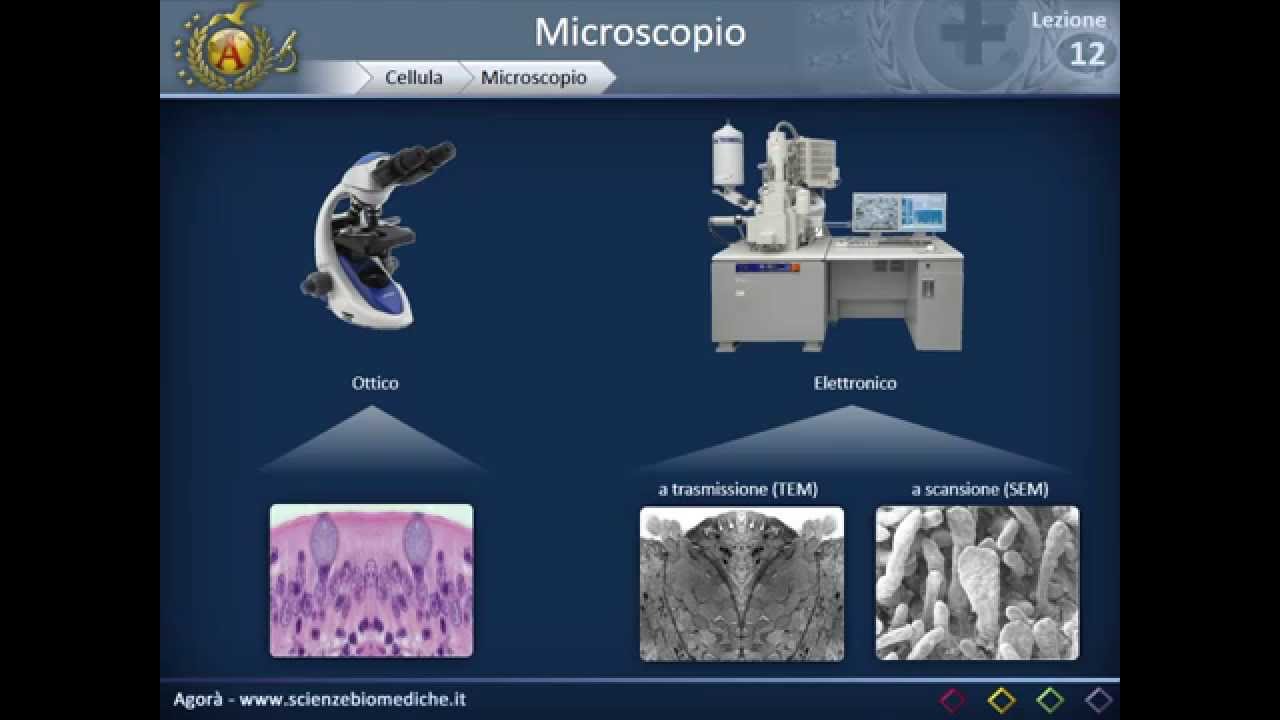 Citologia 12 - microscopio