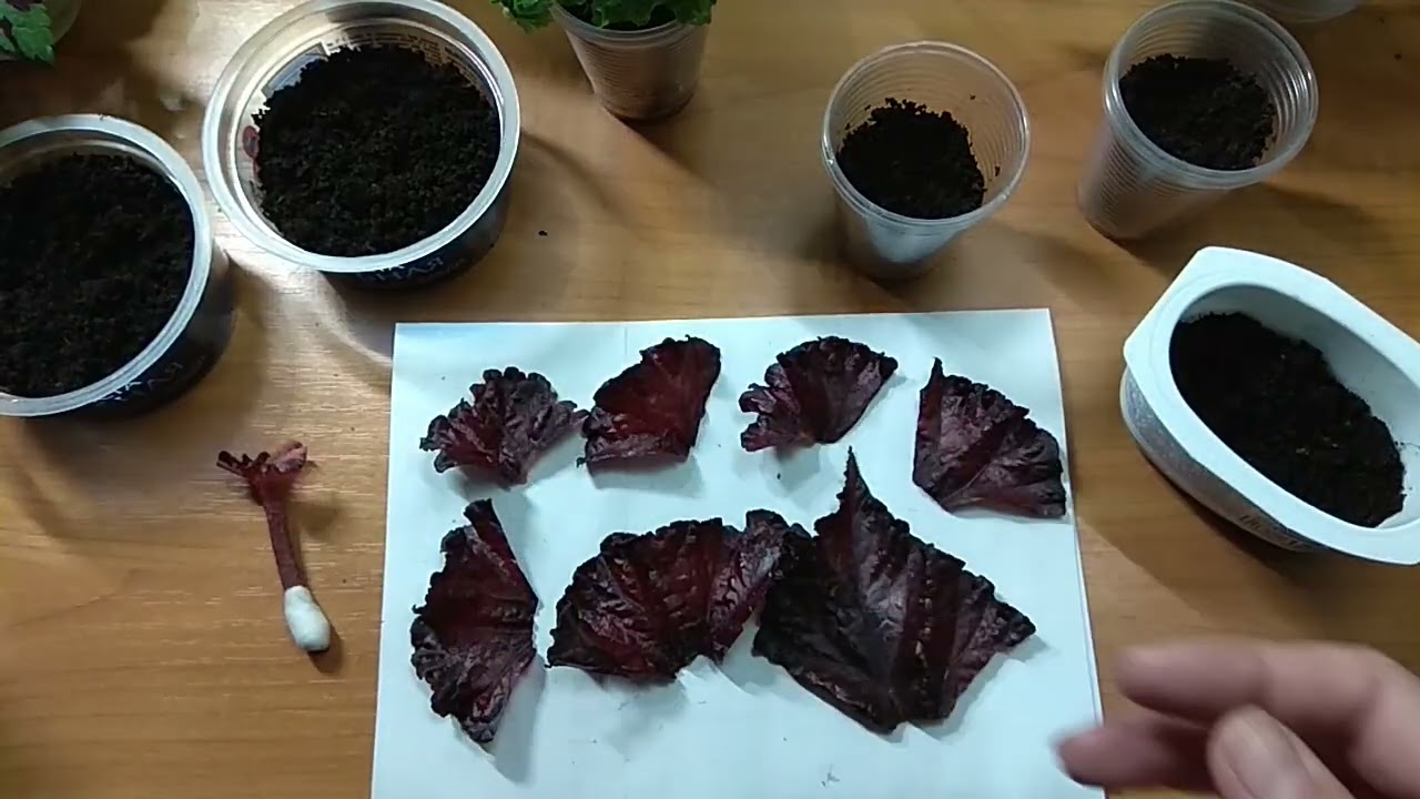 Как Укореняю Фрагменты Листа Бегонии