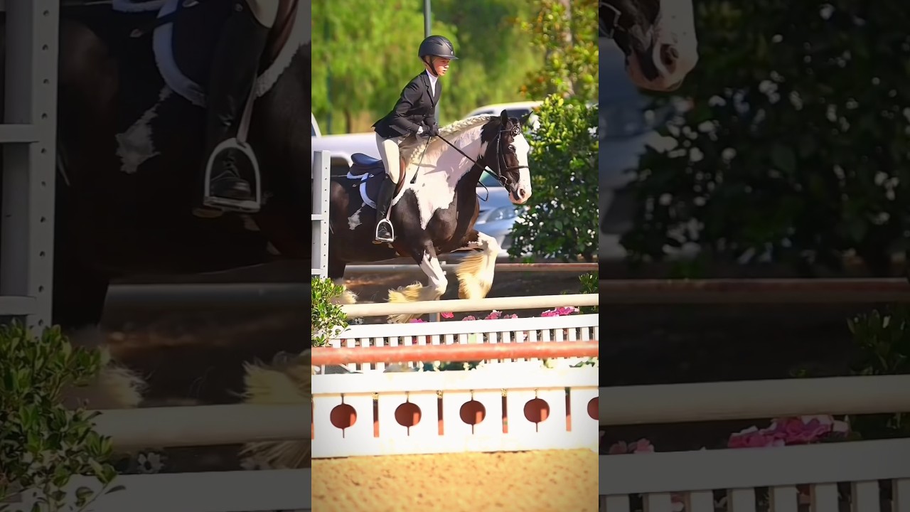 Ever seen a gypsy vanner jump? Or maybe it’s just a cool looking pony?? Idk! 