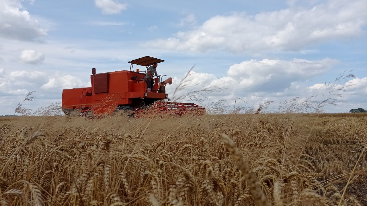 Żniwa 2023!🌾Bizon z056 | Zetor 5211