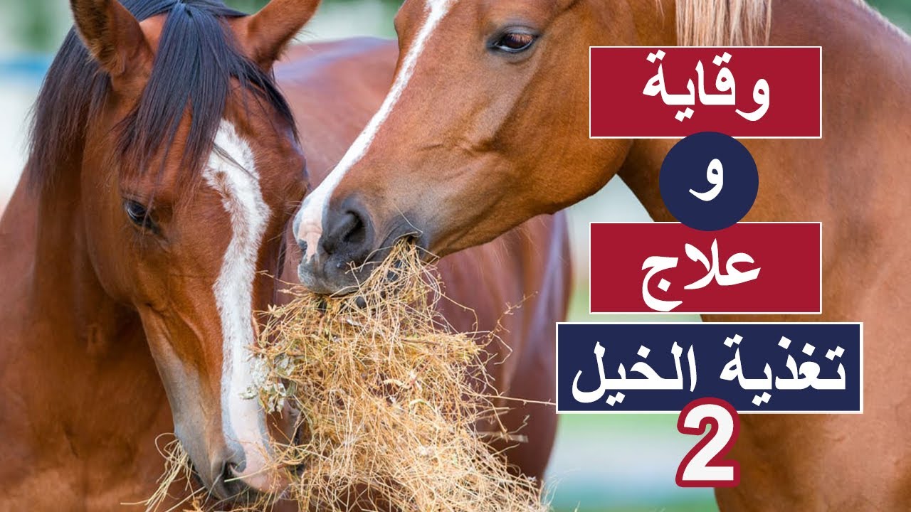 تعلم أكثر عن تغذية الخيل ( وقاية وعلاج ) الجزء2 -علاج الخيل الهزيلة