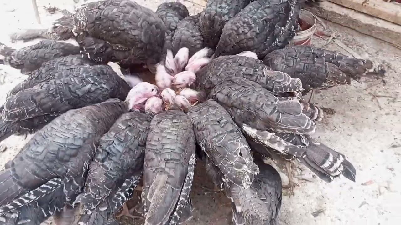  تعالو بقا نرجع لمحتوانا مالنا احنا ومال المطبخ ودقيت العيش وكنست السطح واحلا  وجبه الرومي 