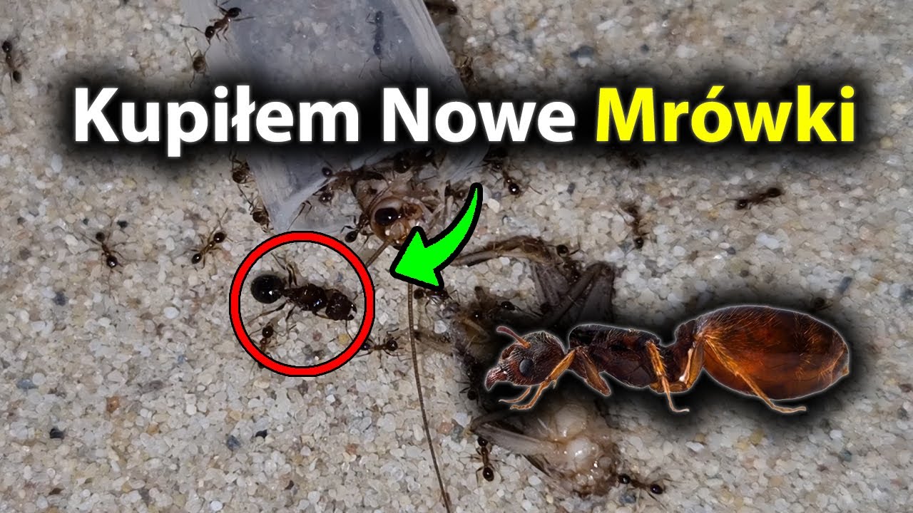 Kupiłem Ciekawe Mrówki Pheidole indica