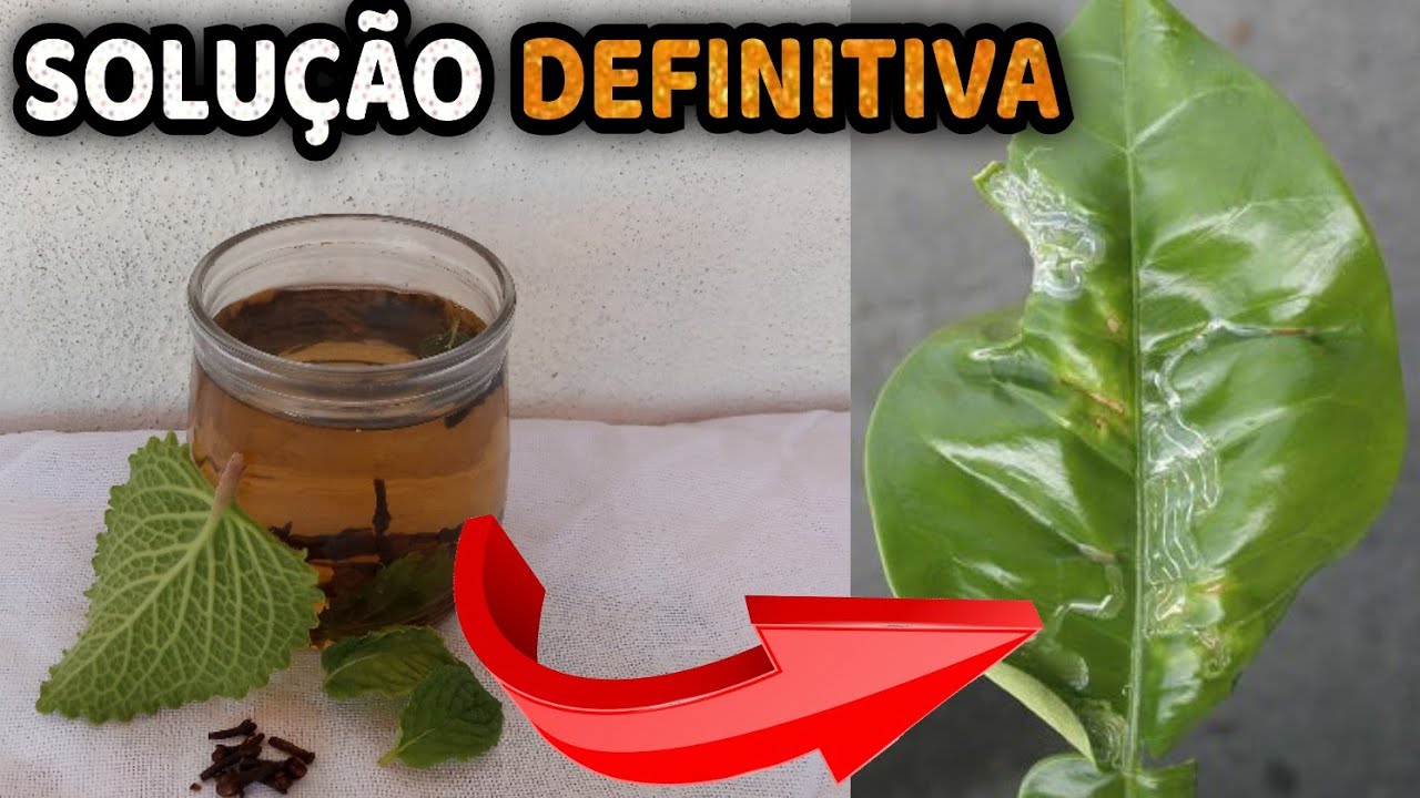 Como Tratar de FOLHA ENRUGADA no Limoeiro, Laranja [Larva Minadora nas Cítricas]