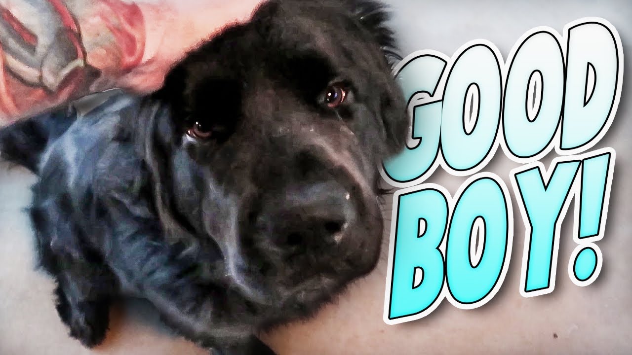 It's Boss Dog's Birthday! | Family Baby Vlogs