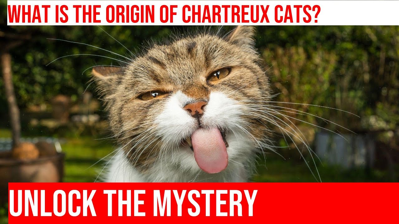 Uncovering the Mystery of the Chartreux Cat Breed