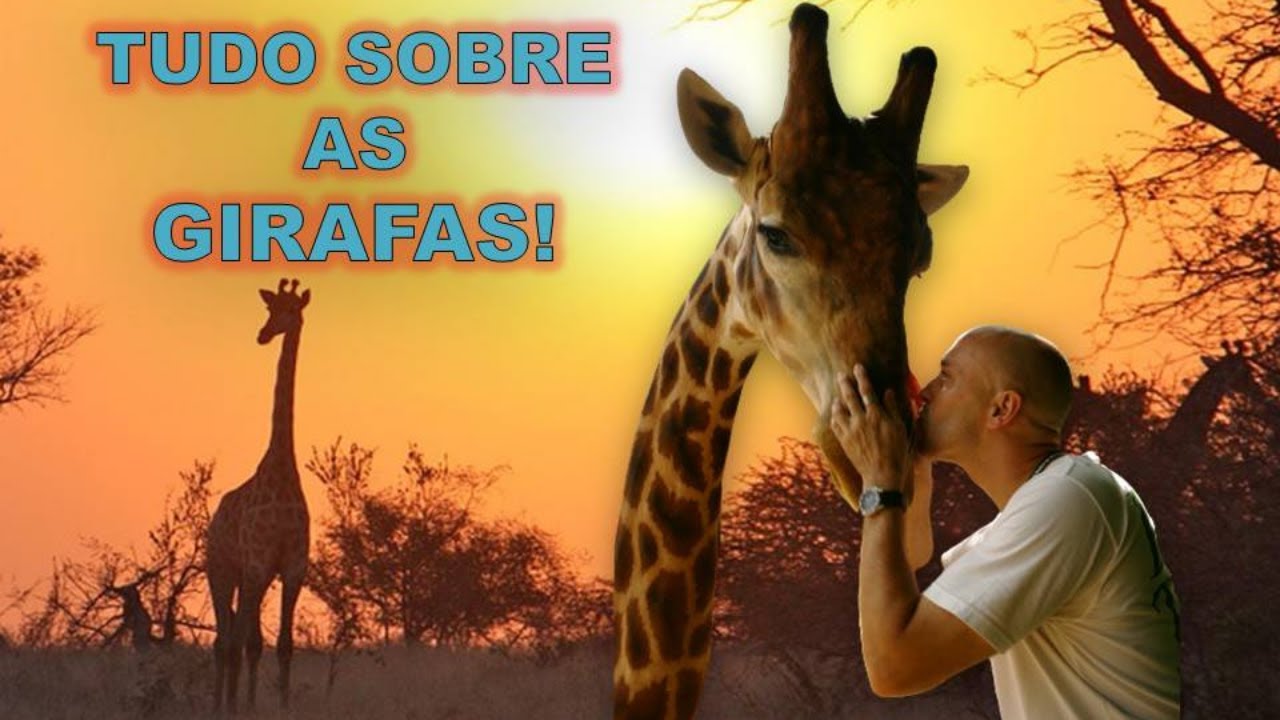 GIRAFAS! VEJA TODAS AS CURIOSIDADES DESSE ANIMAL GIGANTE!