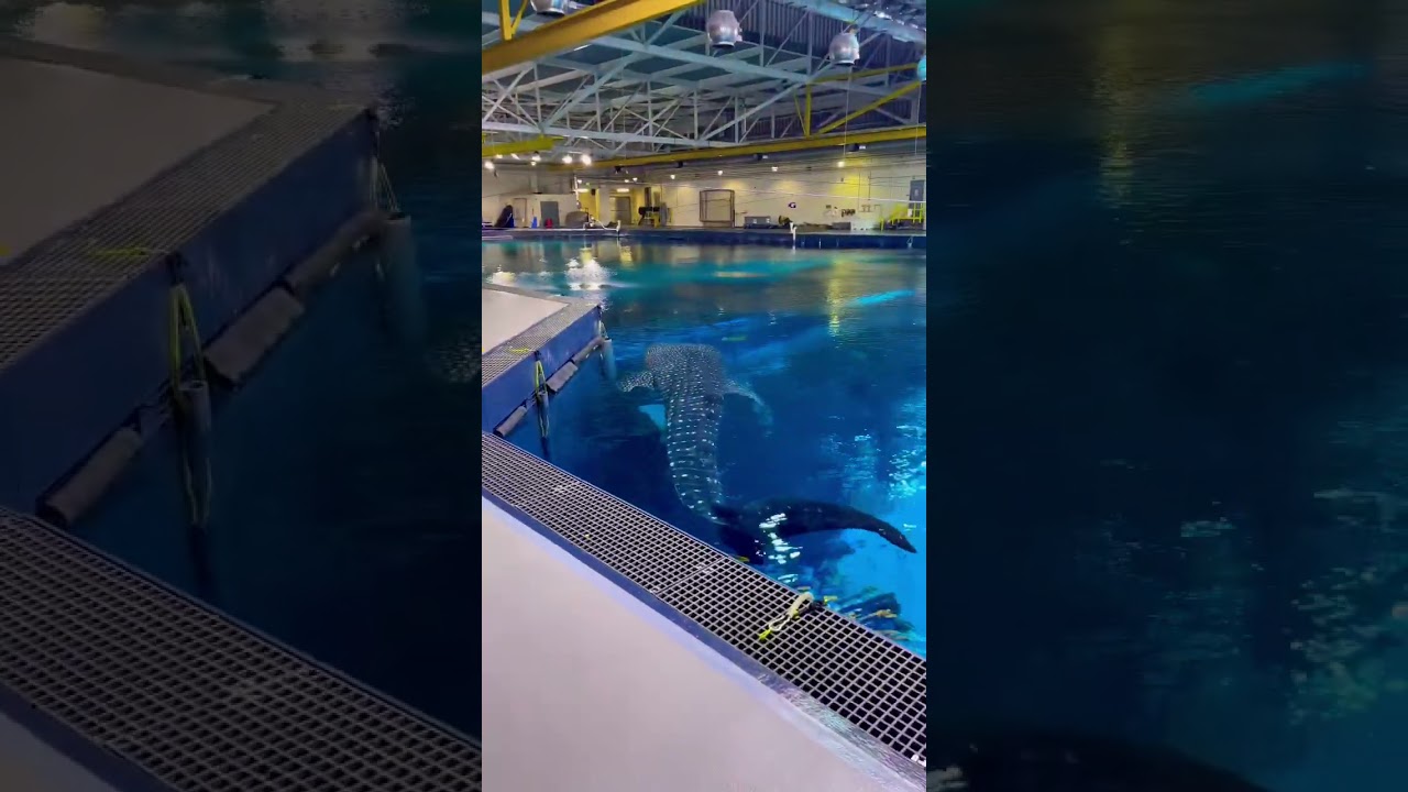 Whale shark at #georgiaaquarium