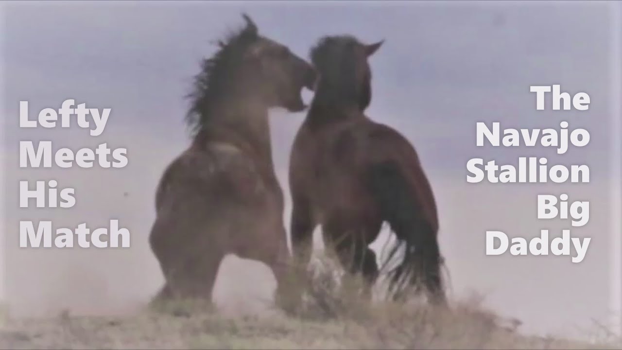 Wild Navajo Horses Fight for Dominance.