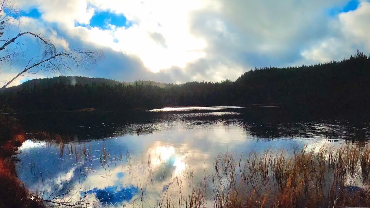 Hiking in Nordmarka forest in Norway ⛅️ Following a ski trail in autumn 🍂 Siberian Husky 🐕