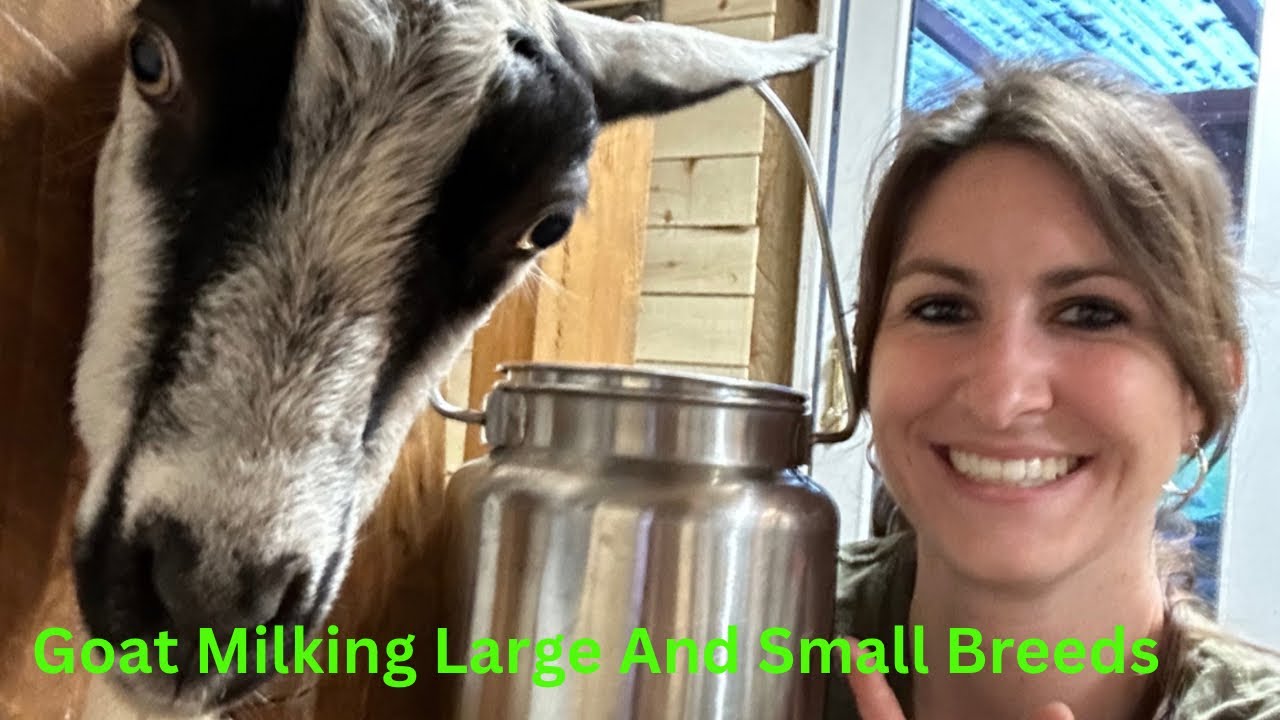 Milking an Alpine goat versus a Nigerian dwarf