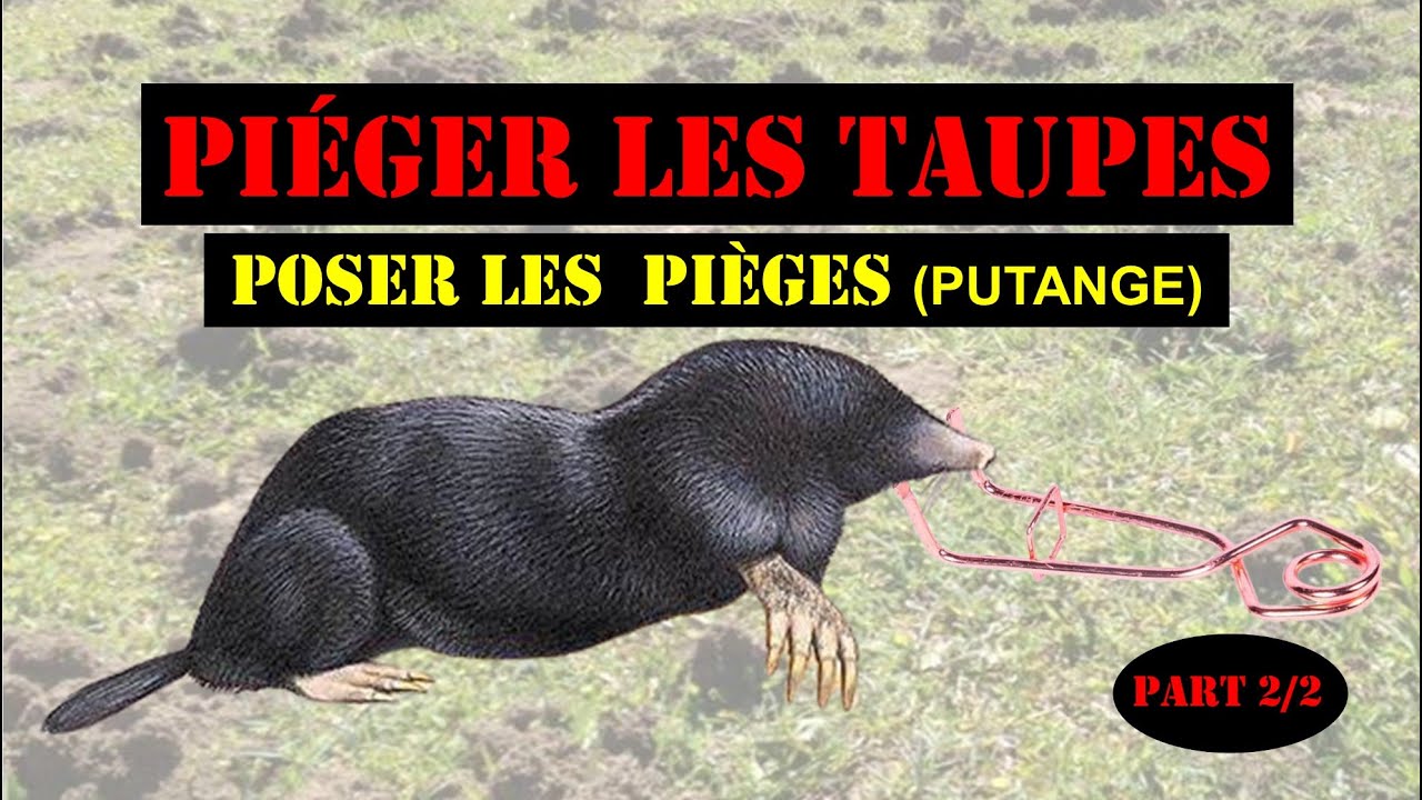 Piéger les taupes (partie 2/2 poser les pièges)#taupe #putange