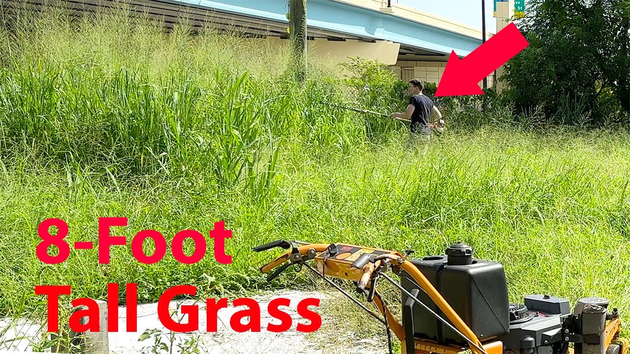 The Tallest Lawn I’ve Ever Mowed - Free Yard Cleanup #5