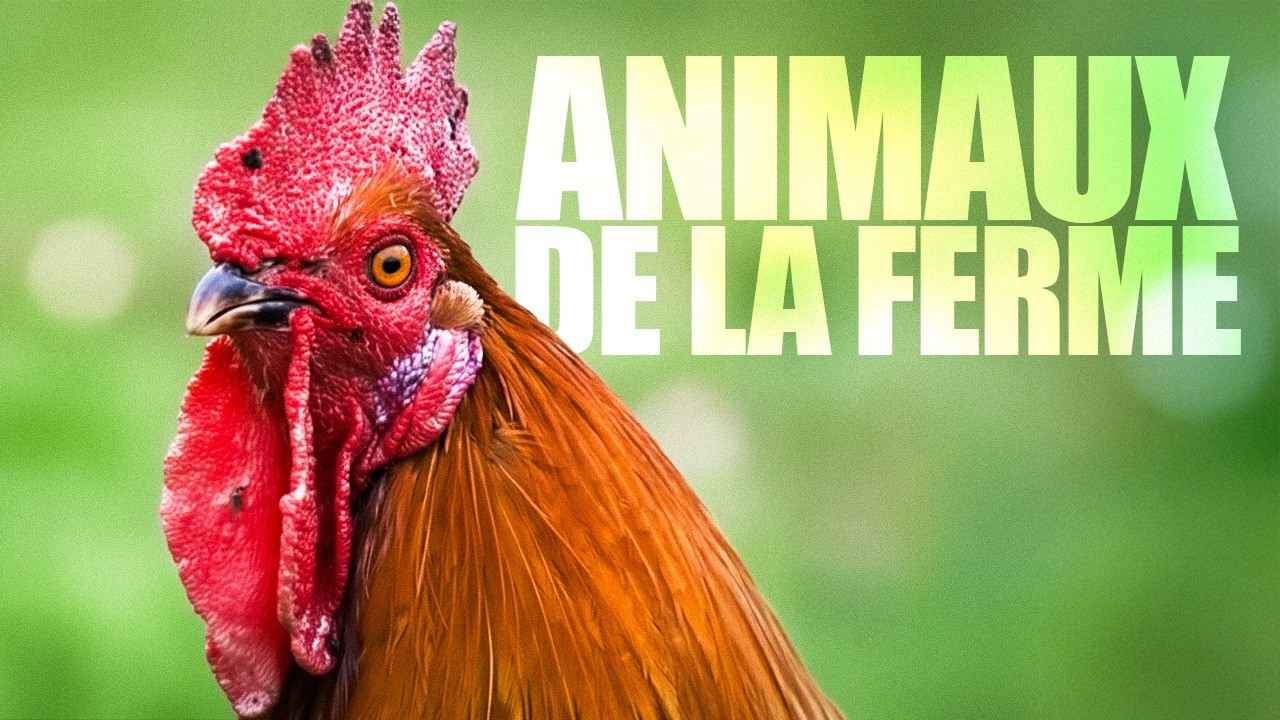Les animaux de la ferme racont&eacute; par Claude Rich - Documentaire animalier