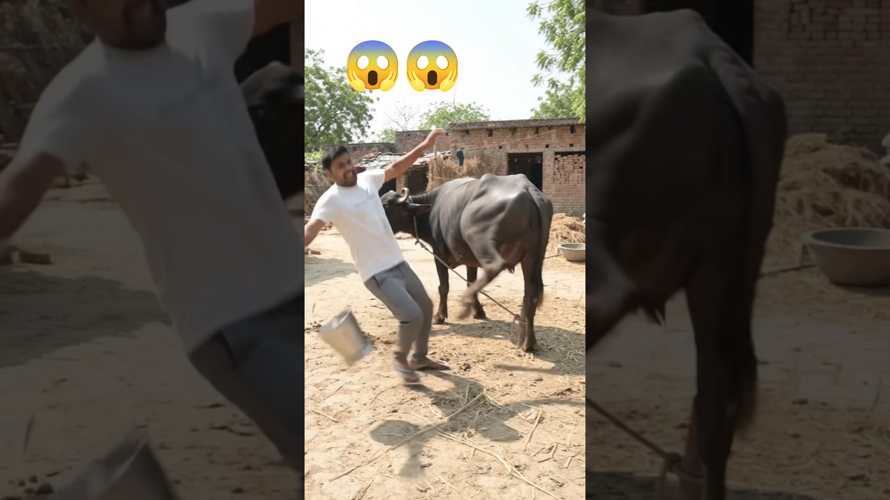 Easy there, don't kick! 😂🐃 The buffalo landed a massive kick! 🤣💥