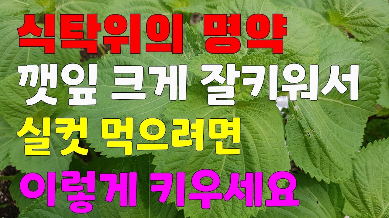 화분에 깻잎 키워서 날마다 뜯어먹으려면👉이렇게 키우세요