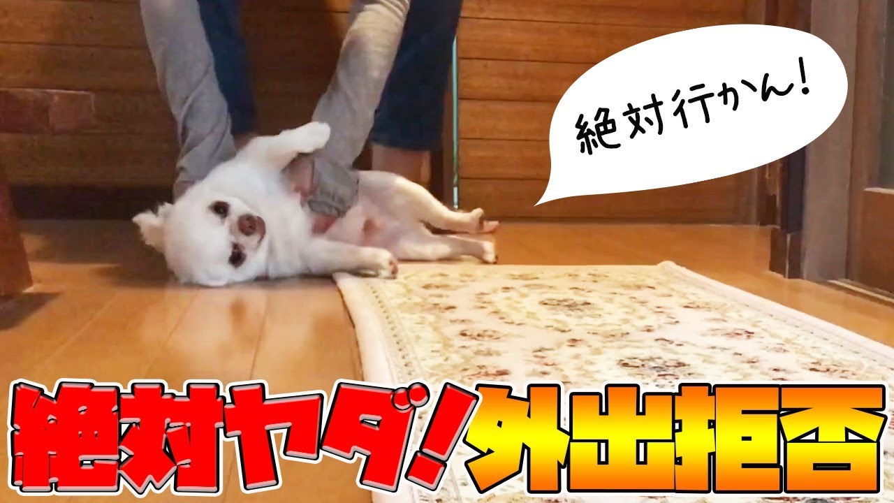 どうしても一緒に行きたくないと駄々をこねまくる犬！｜A dog that kneads waste!