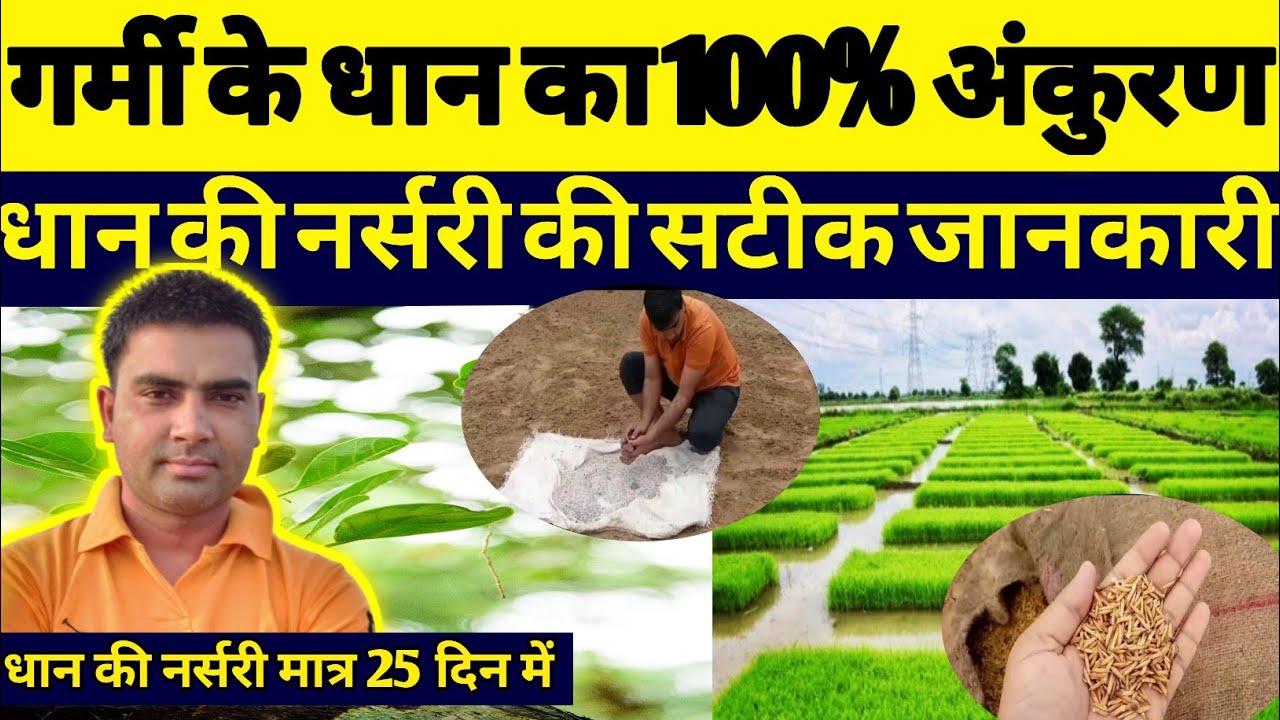 धान की नर्सरी का 100% अंकुरण कैसे करें ।। धान की पौध।। धान की नर्सरी ।। dhan ki nursary।।