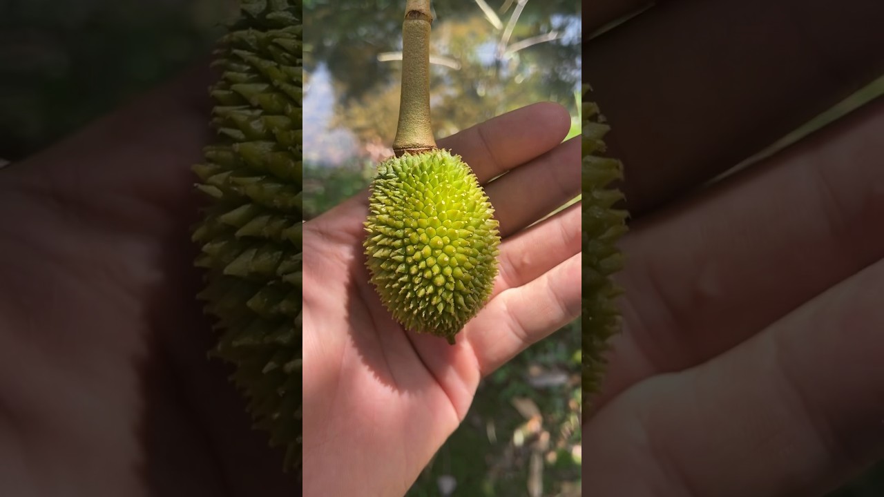 Perkembangan buah durian dari bunga sampai panen #perkembangandurian #perkembanganbuahdurian