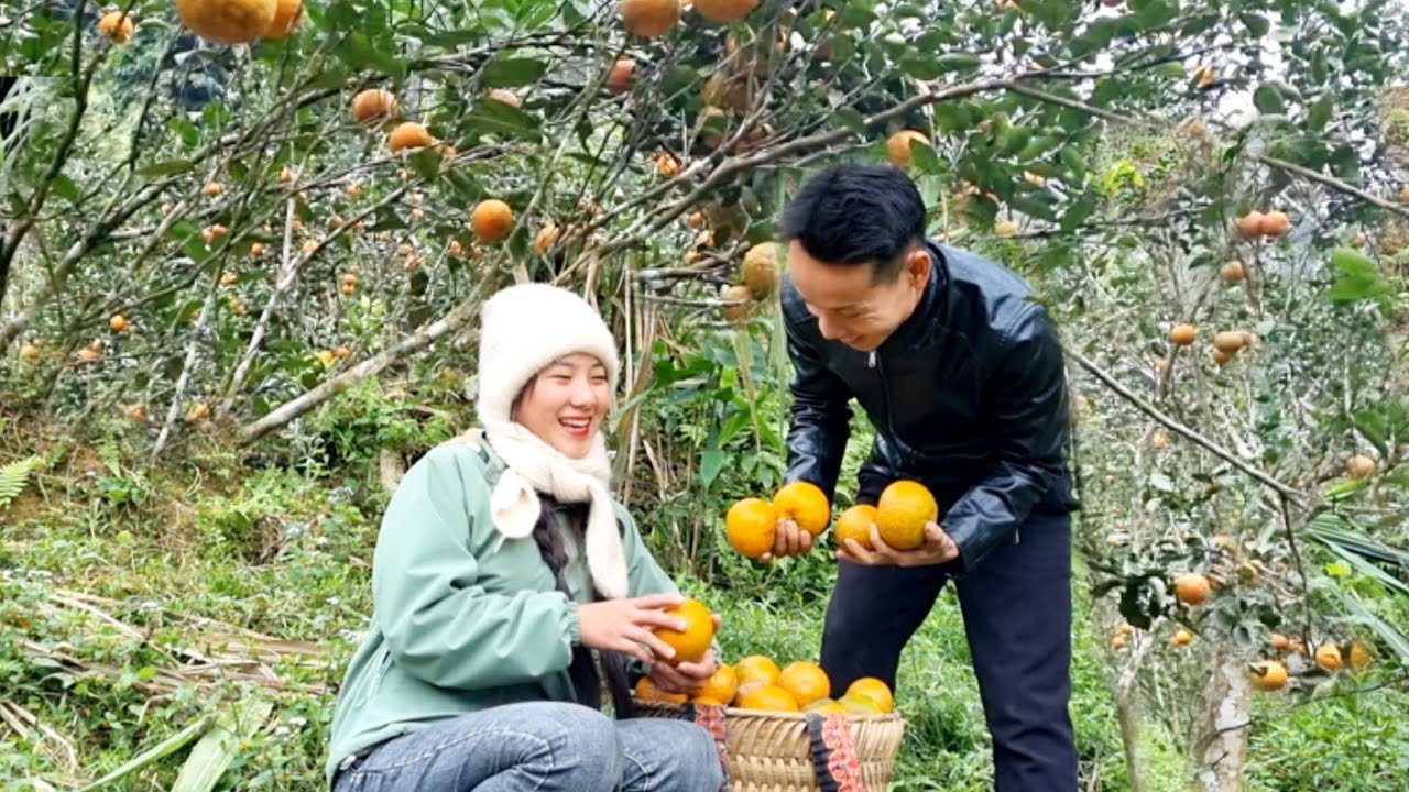 harvest oranges to sell ||  lyyennhi