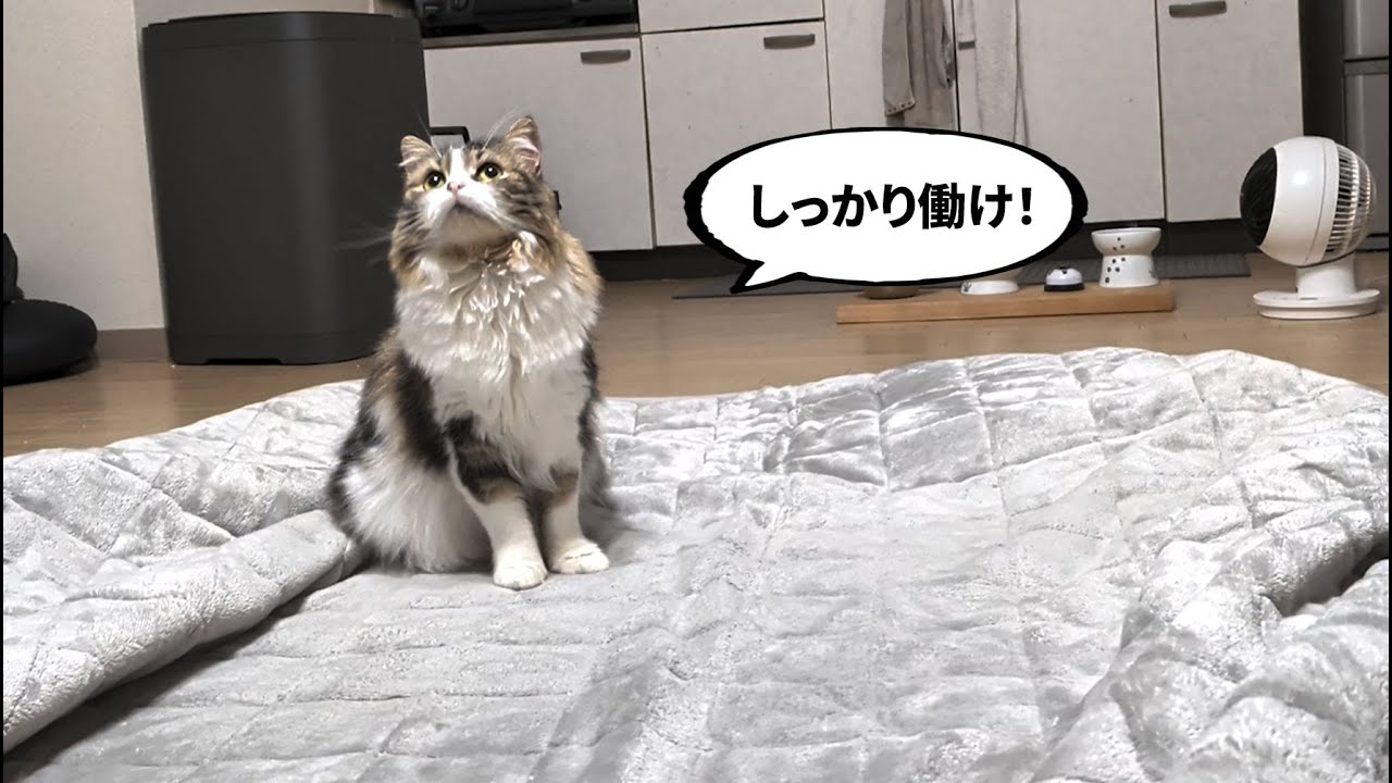 こたつ設置を見守る猫が現場監督すぎた笑