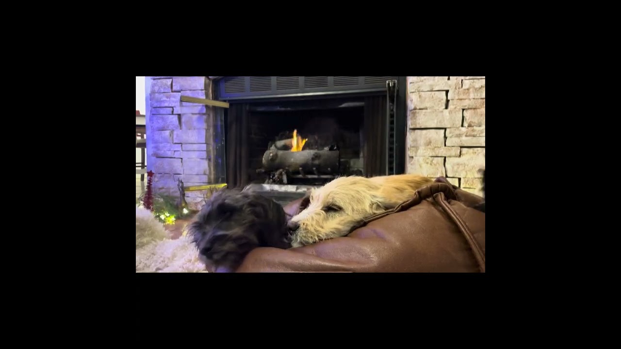 Christmas Puppy Yule Log 