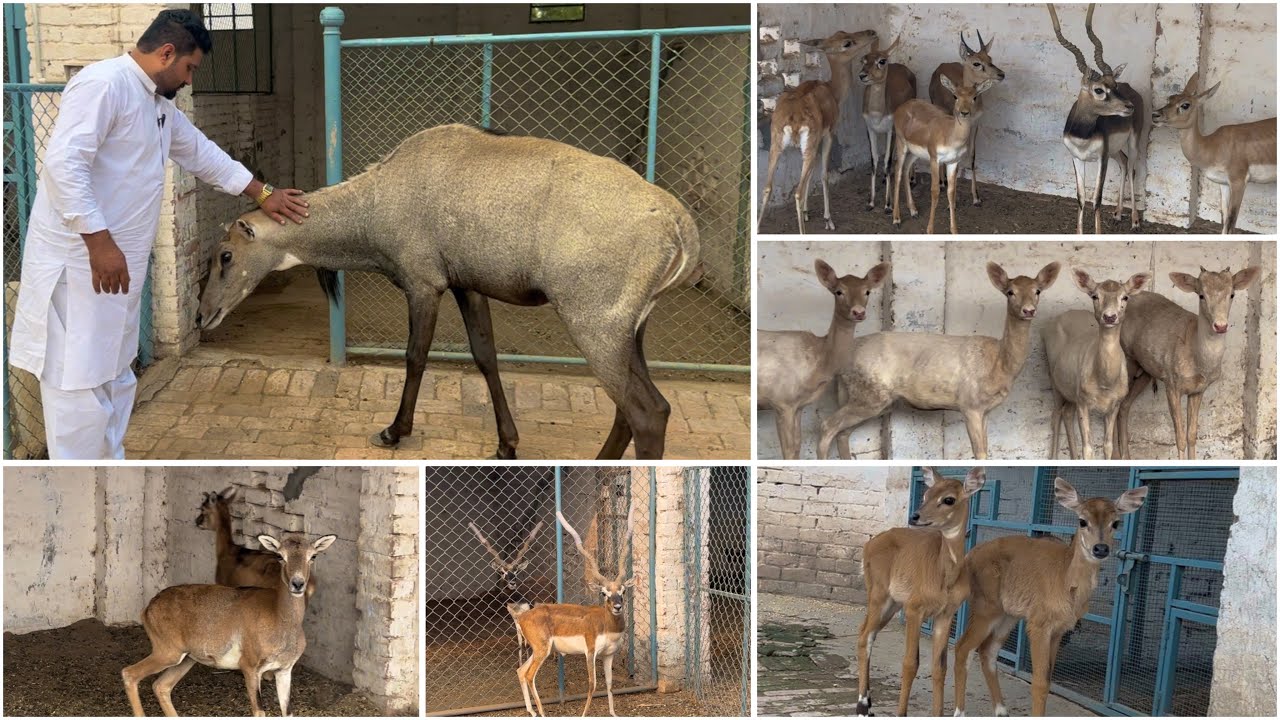 Deer Farm In Multan Pakistan 2025 I Blackbuck I Fallow deer I Urial | Deer for sale in multan