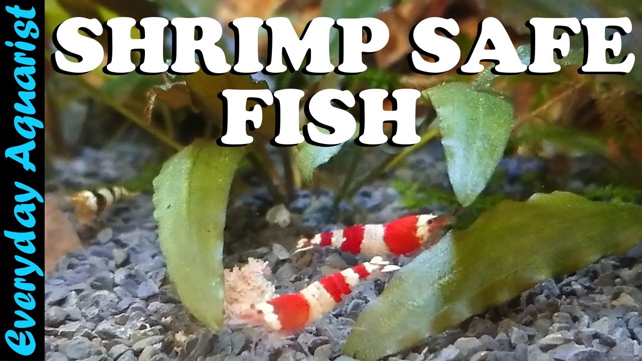 9 AWESOME Nano Fish SAFE for SHRIMP | Shrimp Safe Aquarium Fish