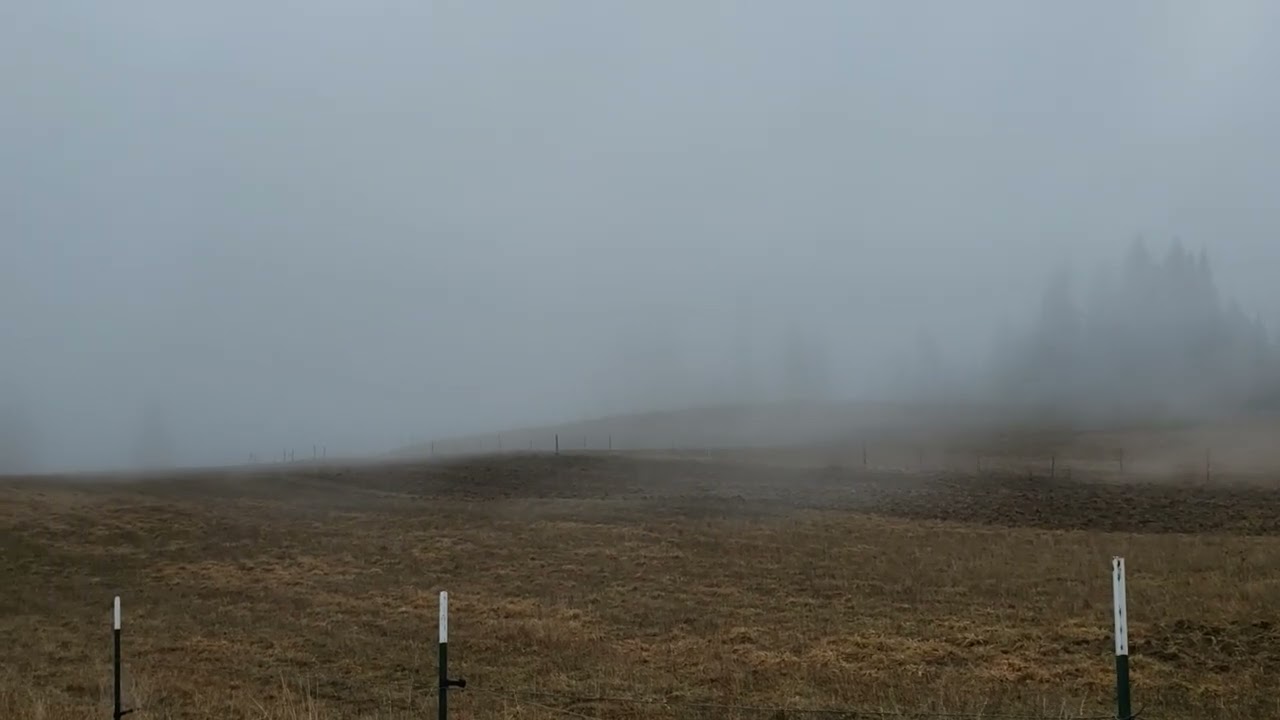 The Fog