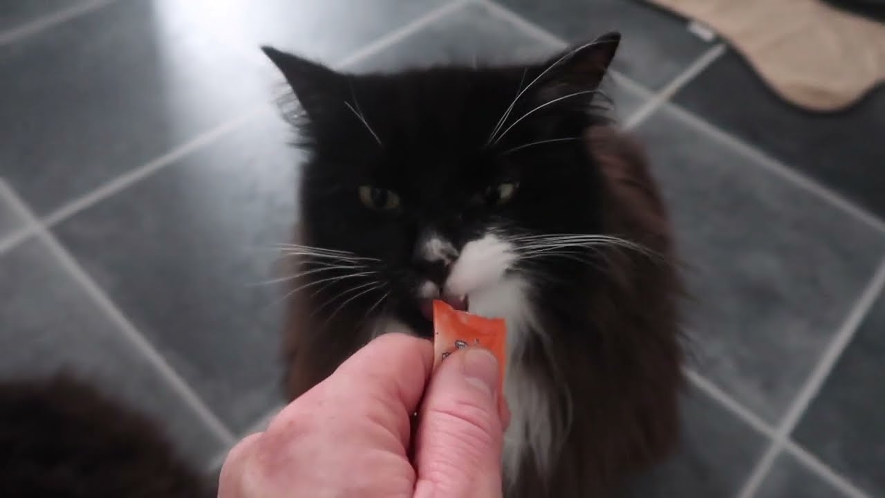 Cat snack time😅, #CatVideos, #FunnyCats, #CatLife, #CuteCats,