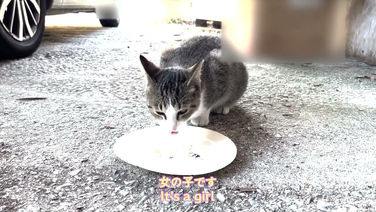 お猫様に名前をつけました　I named my cat