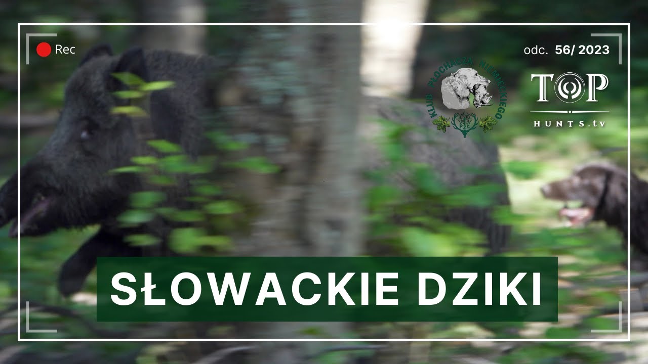 Dzikarze na Słowacji | Historyczny konkurs dla Wachtelhunda