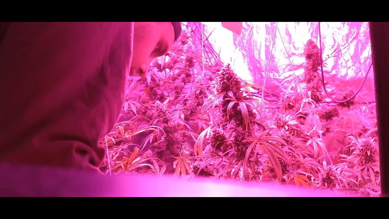 Dutch Passion Auto x Critical orange punch x Ultimate Autoseguimiento... 11&deg; Semana floraci&oacute;n  🌱