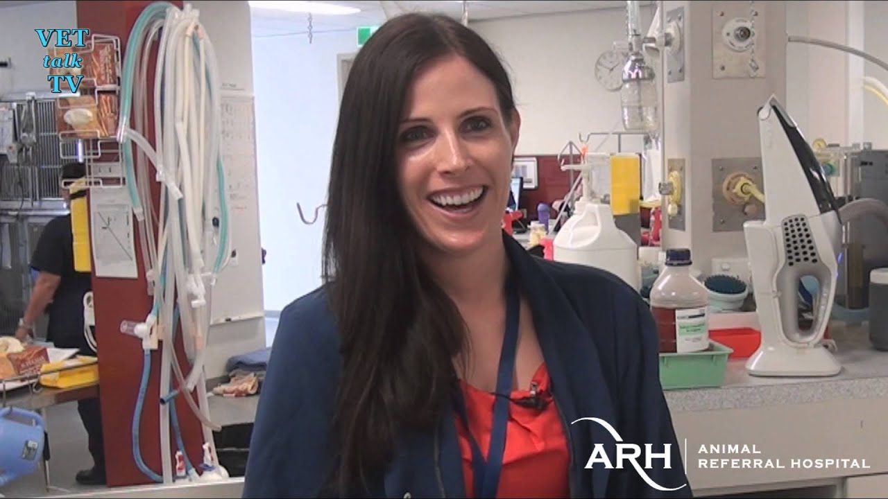 Vets Talk!... Dani Hoolahan - Veterinary Dermatologist