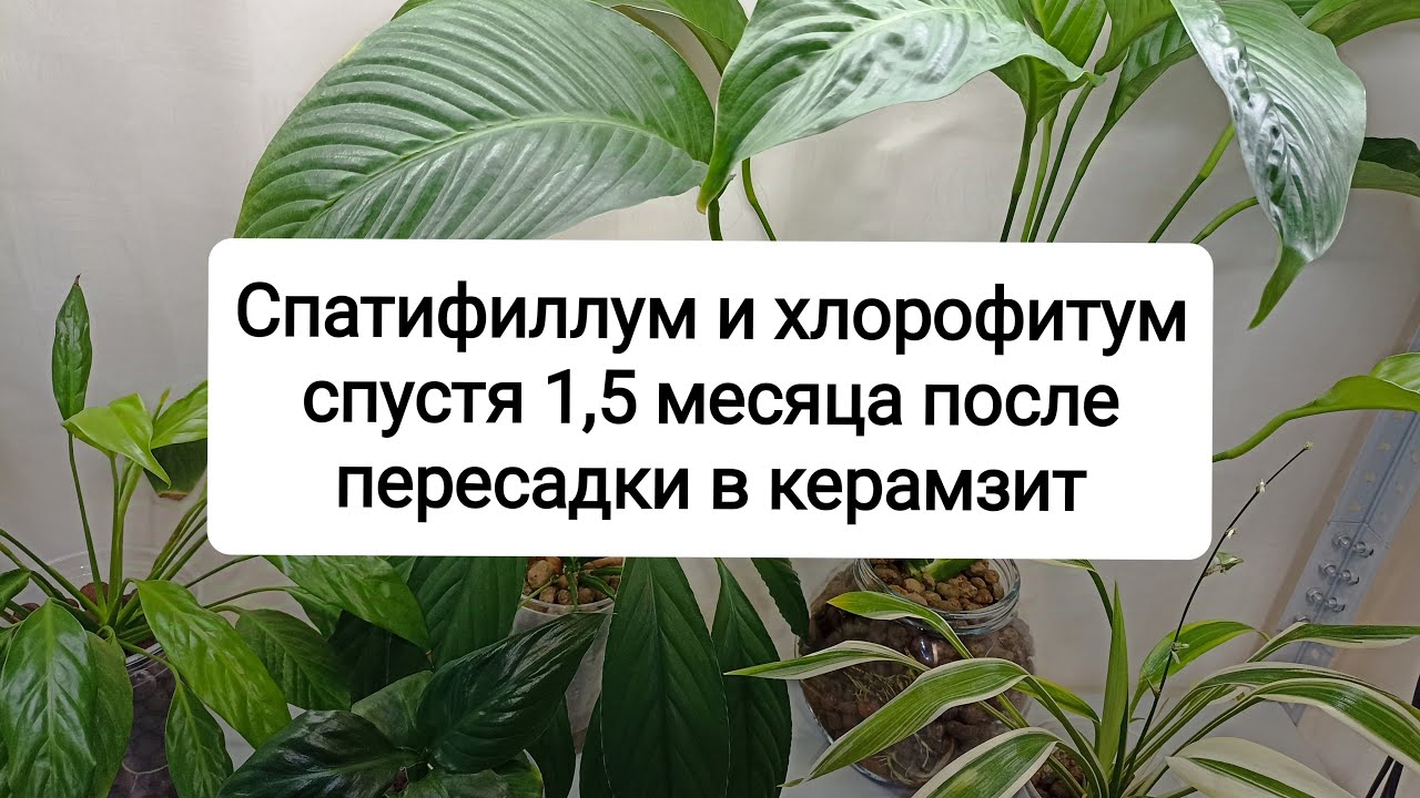 Спатифиллум и хлорофитум спустя 1,5 месяца после пересадки в керамзит