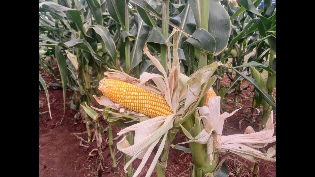 DK 7500 YELLOW MAIZE SEED | Agritech Expo 2025 | BAYER ZAMBIA STAND