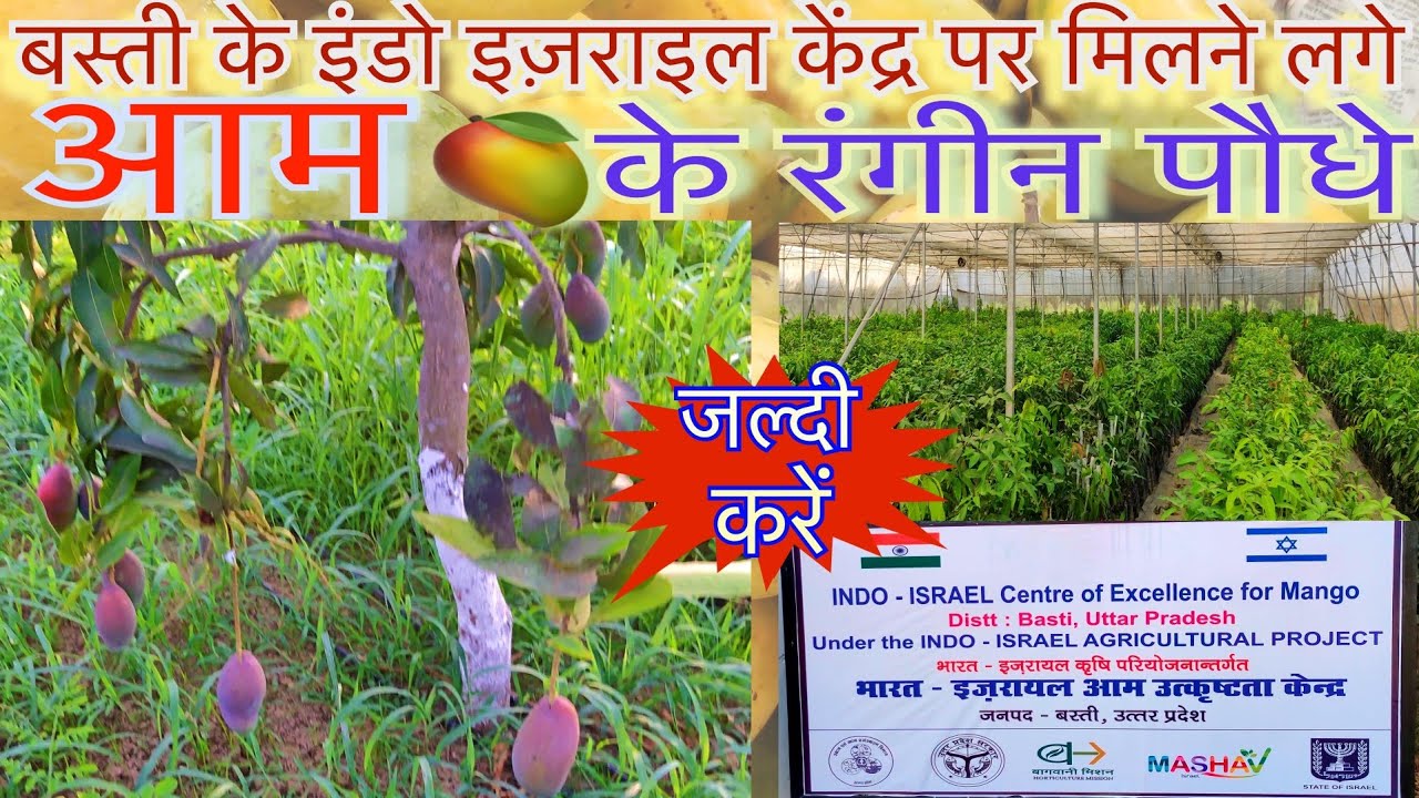 आम के रंगीन पौधों का इंतजार खत्म अब सबको मिलेंगे पौधे | Centre started to sell coloured mango plants