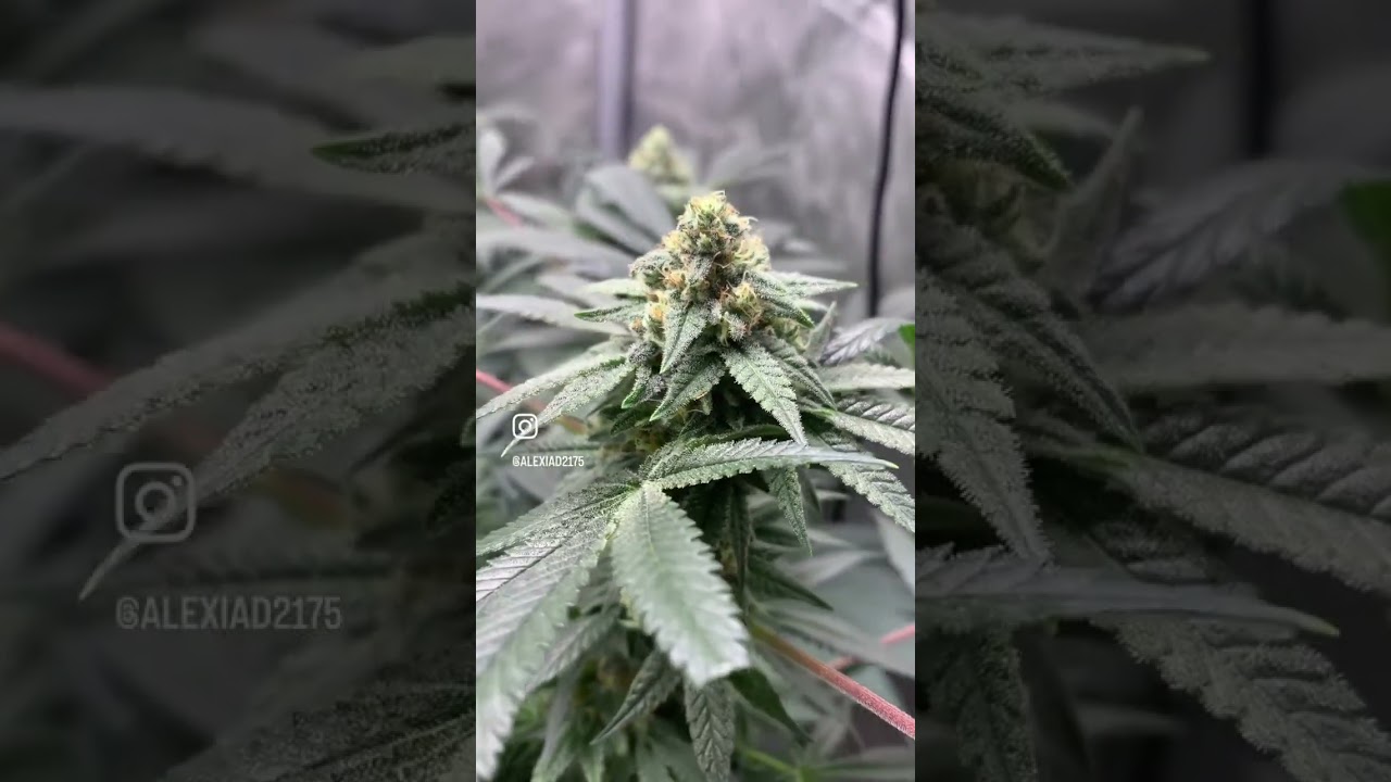 Ethos Early Lemon Berry RBX