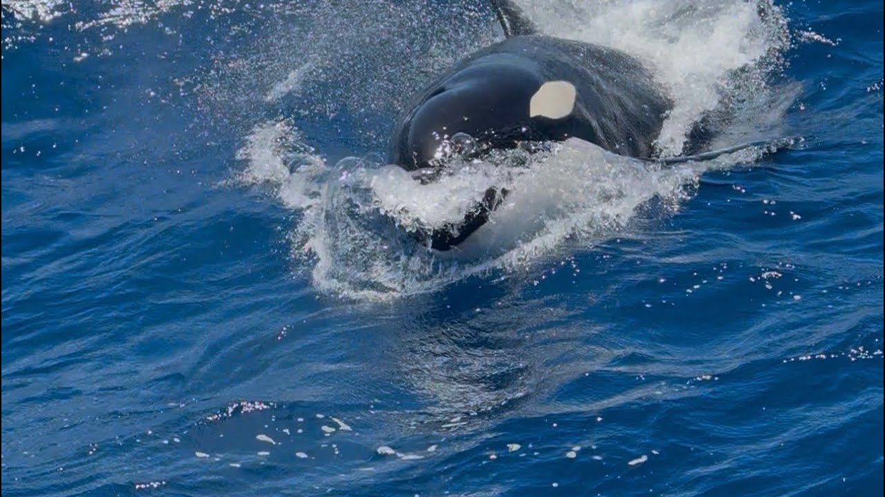 Wild Orcas Encounter : A Day on the Bremer Canyon Tour 