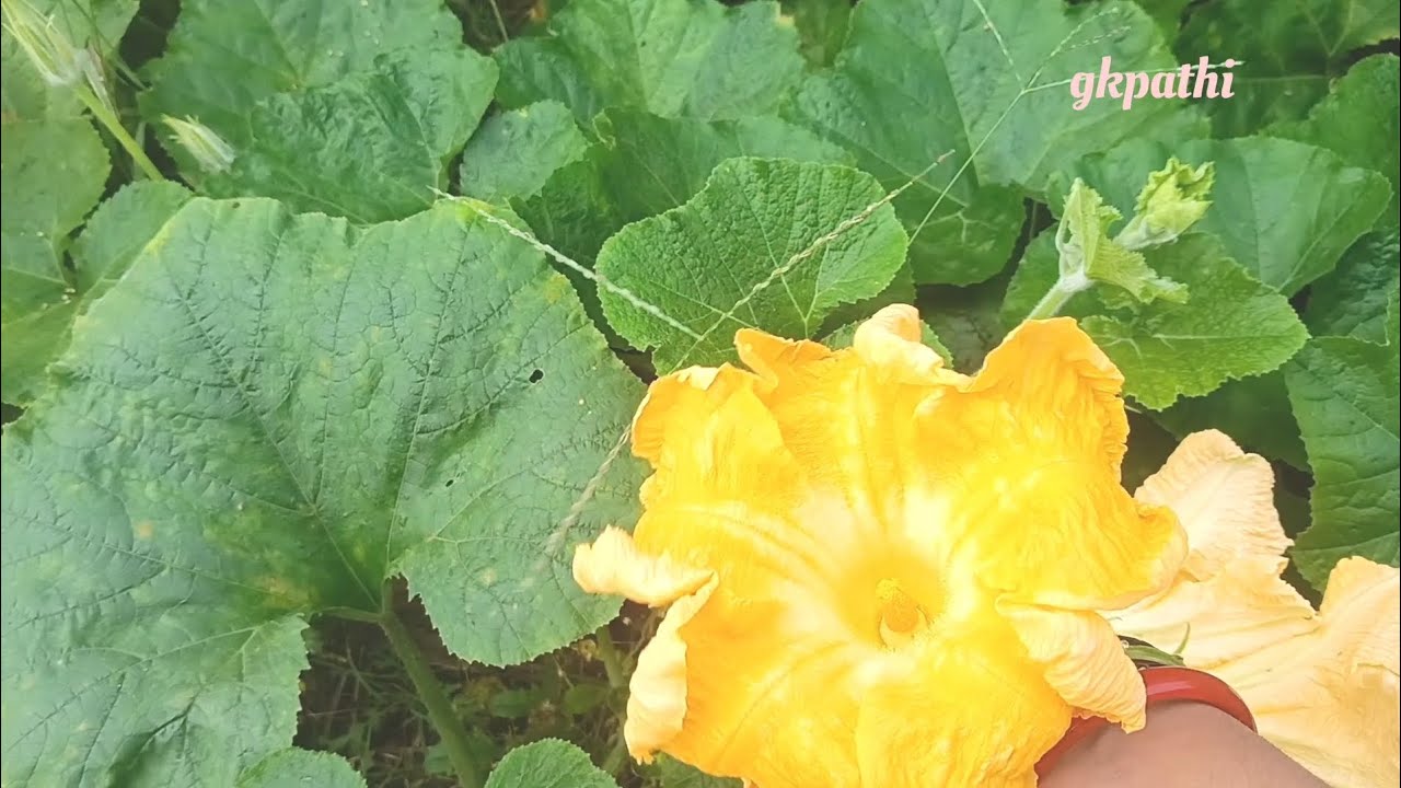 Pumpkin flowers fritters #snacks#nature