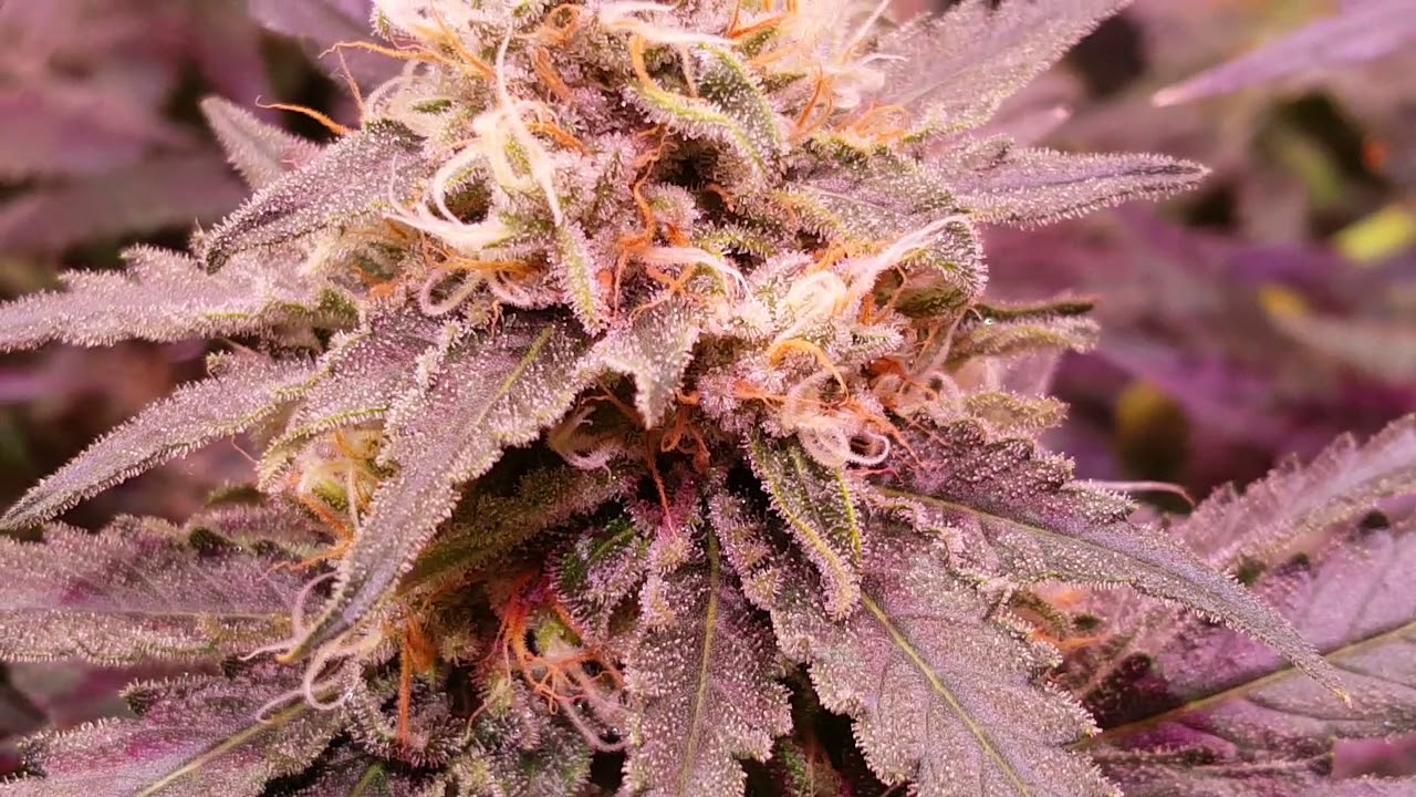 Led grow crown royale day 42 flower.blue gelato 41,chempie,glueberry og veg @cropkingseeds8797